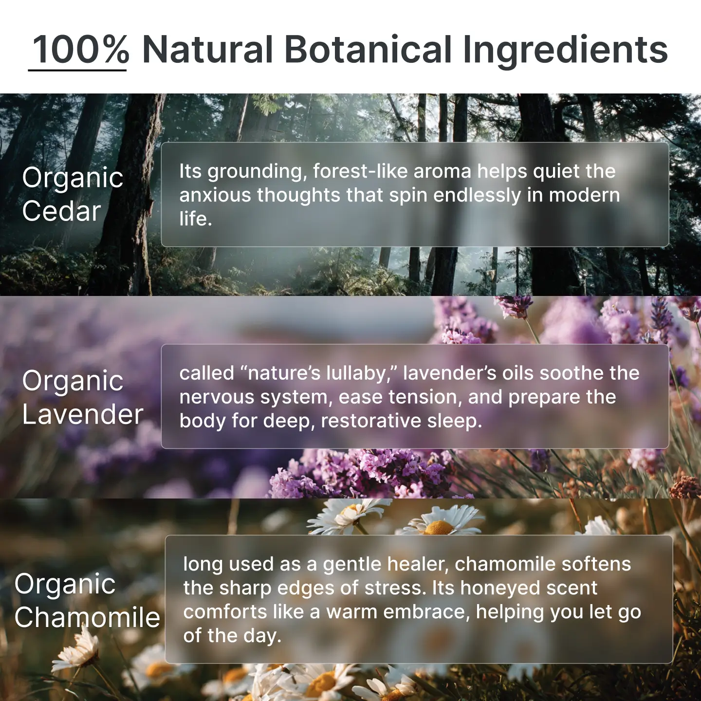 Cedar Balance Herbal Blend (Calm & Grounding)